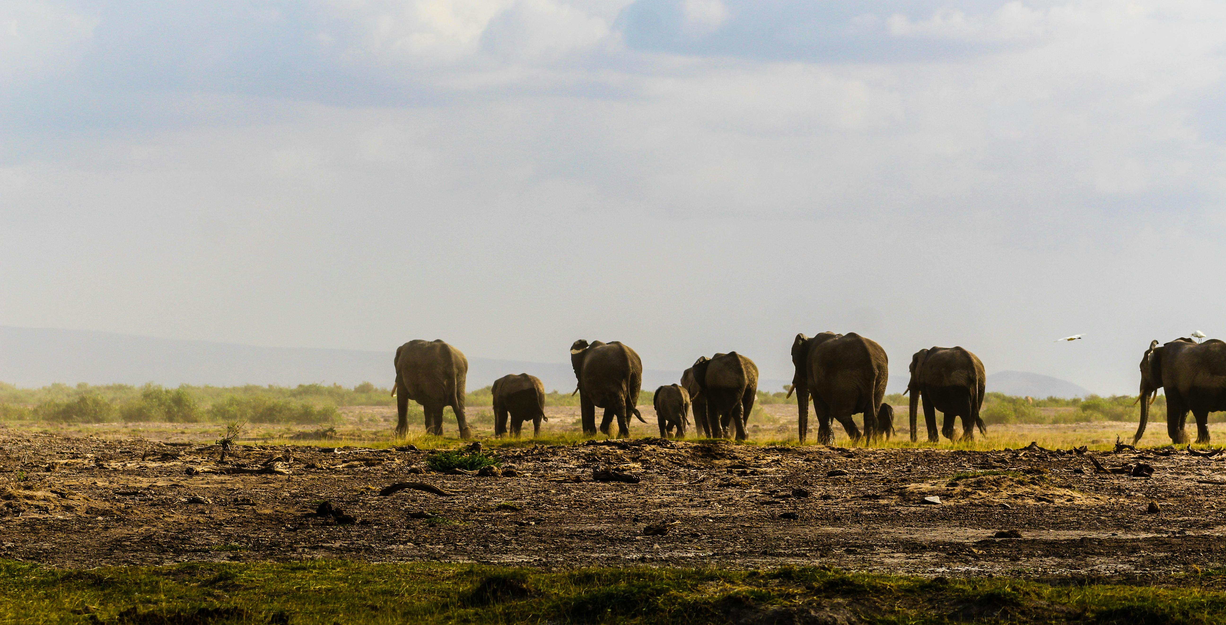 Night Game Drive