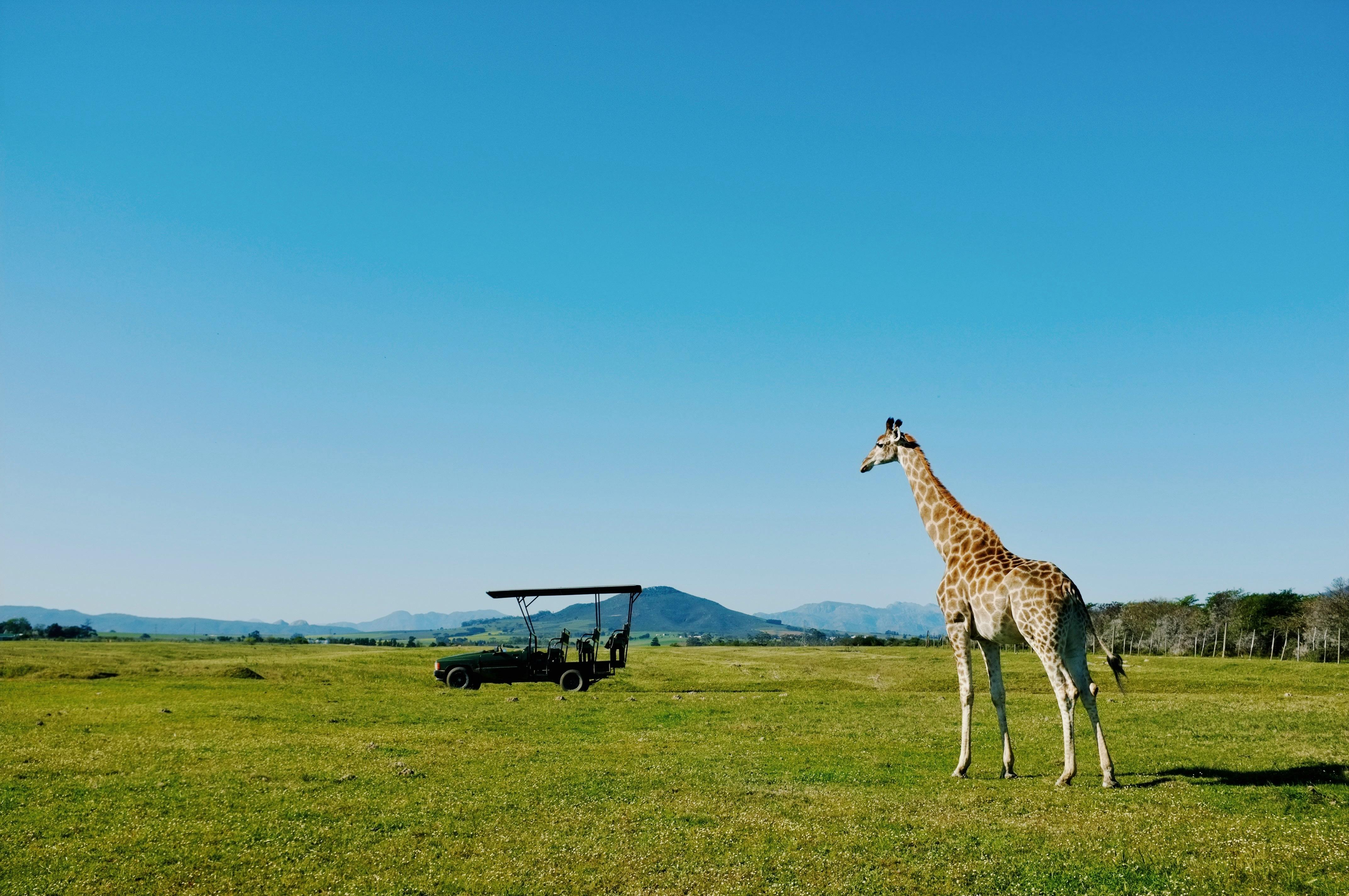 Kenya Highlights