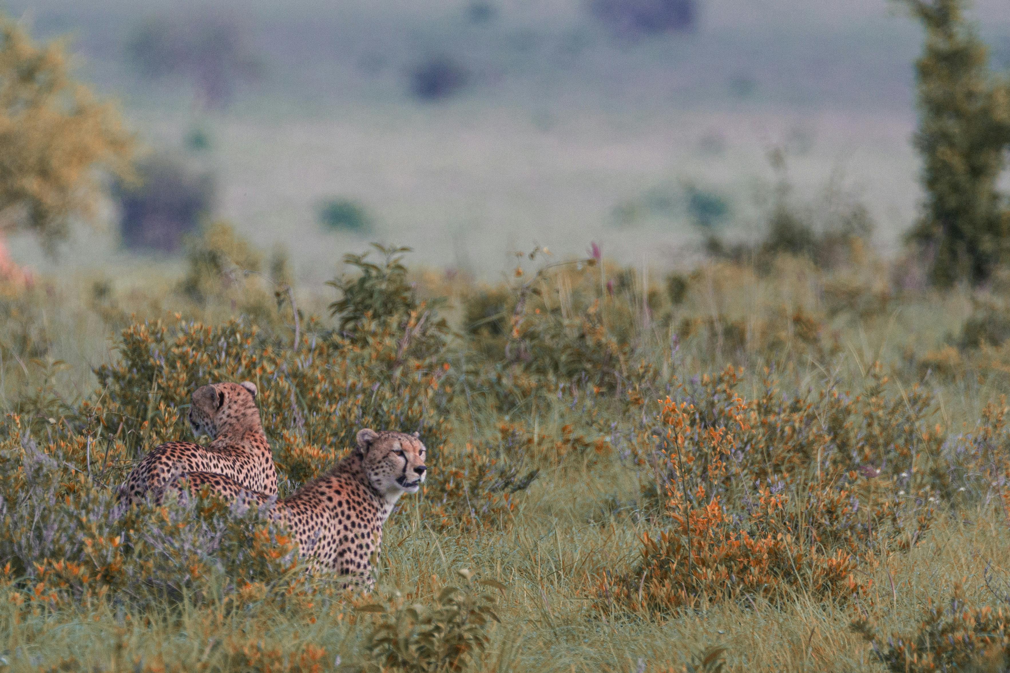 Meru Safari